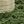 Cactus Green
