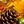 Sunflower Orange