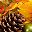 Sunflower Orange