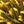 Brown Yellow