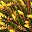 Brown Yellow