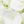 White Green