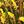 Brown Yellow