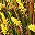 Brown Yellow
