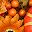 Orange Brown