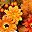 Orange Green Brown