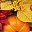 Orange Cream Yellow