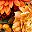 Yellow Orange Green