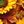 Yellow Brown Green