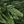 Light Green Dark Green
