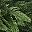 Light Green Dark Green