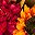 Orange Yellow Red