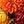 Deep Burgundy Orange