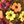 Orange Brown Yellow