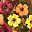 Orange Brown Yellow