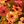 Orange Red