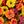 Orange Yellow Burgundy