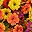 Orange Yellow Burgundy