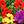 Red Purple Yellow