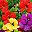 Red Purple Yellow