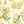 Yellow Green