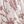 Blush Pink