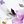 Pink Purple
