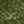 Loden Green
