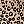 Leopard Print No Wait