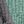 Gray Green