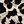 Leopard Print Is Not