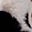 Cow Black
