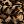 Leopard Brown
