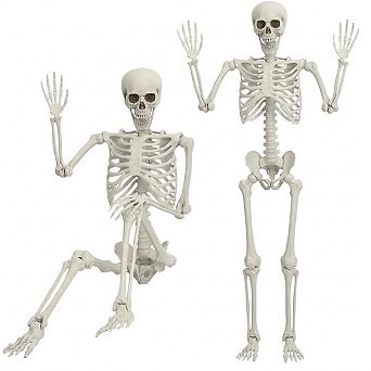Fieldview 1 Pack 5.4 FT Posable Halloween Skeleton Full Body Realistic Bones Indoor Outdoor Haunted