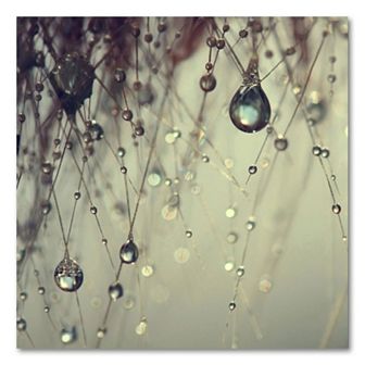 ''Forgotten Wishes'' Canvas Wall Art by Beata Czyzowska